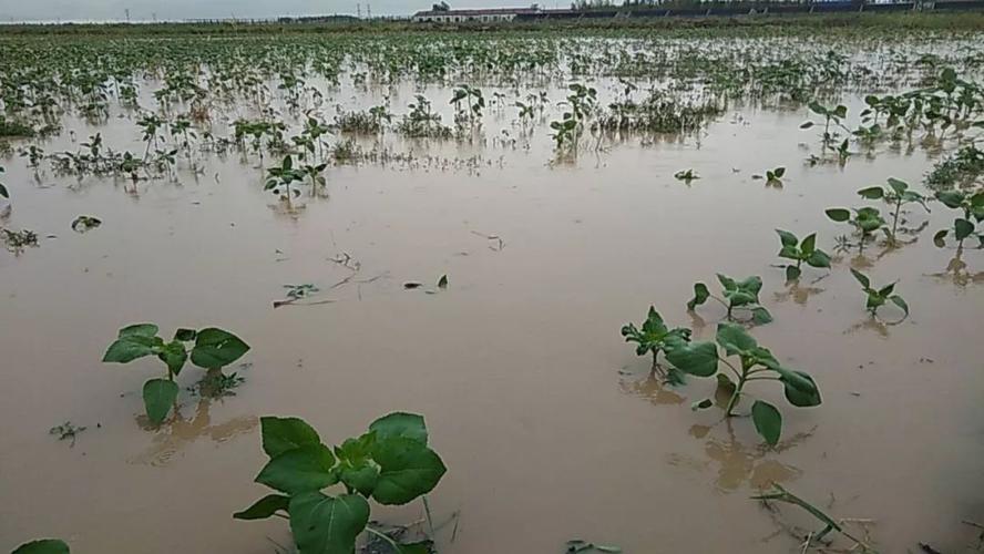 直击江西暴雨洪灾！已致51.4万人受灾，农作物受灾面积37.2千公顷, 你怎么看1998年抗洪家书吴越王钱镠写给妻子的诗：“陌上花开，可缓缓归矣。”是什么意思 模式