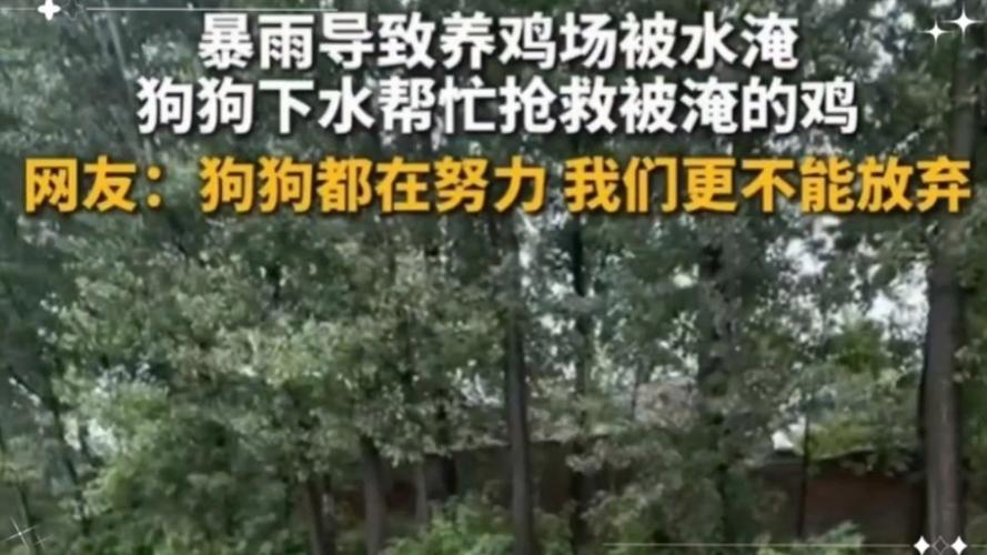 小狗吃了鸡骨头，不吃不吐不便便，瘦了很多养殖场小狗下水救鸡视频养殖场小狗下水救鸡