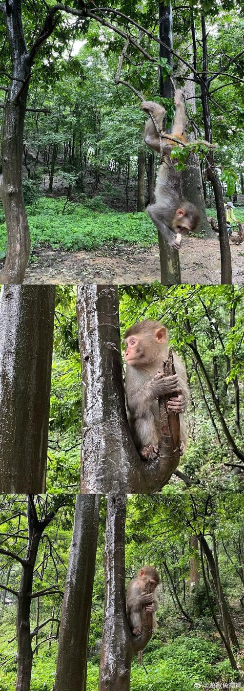 贵阳黔灵山公园一月份还有猴子吗2023黔灵山的猴子黔灵山猴子可以买吗