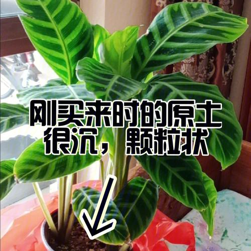 植物里的元素是哪来的？是土壤里吸收的吗月背取土大青背天鹅绒的养殖 联通