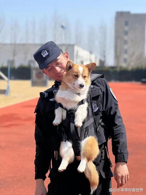 福仔是正式警犬吗警犬仔仔福仔是怎么当上警犬的 联通