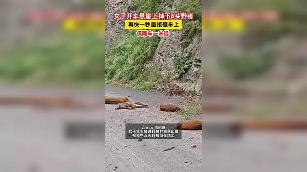 开车不小心撞死头猪，可以让保险公司赔偿，自己把猪肉带走吗野猪掉下悬崖驾车遇6头野猪掉落