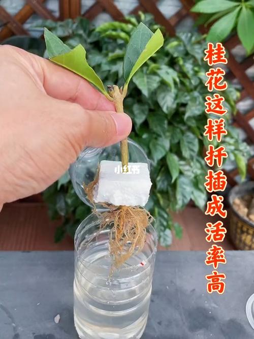 两公分桂花树生根的最佳方法10厘米兰寿怎么催大 华硕